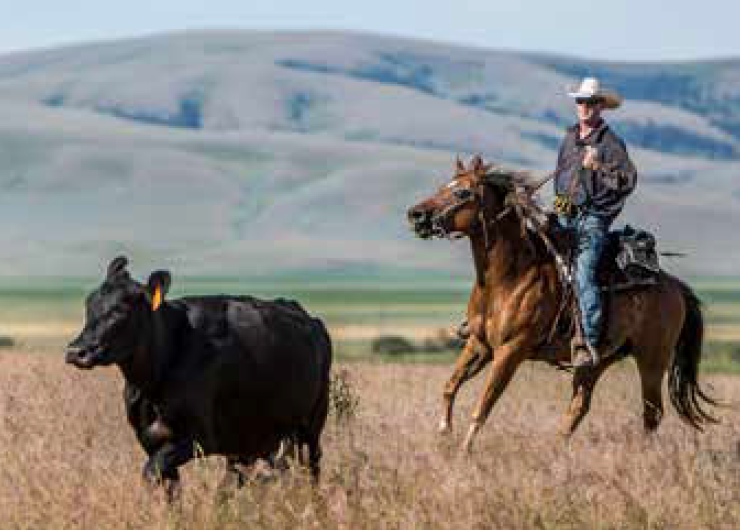 Cowboy rounding up cows.